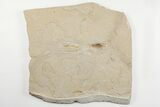 Rare, Fossil Octopus (Keuppia) - Soft-Bodied Tentacles & Ink Sac #199250-1